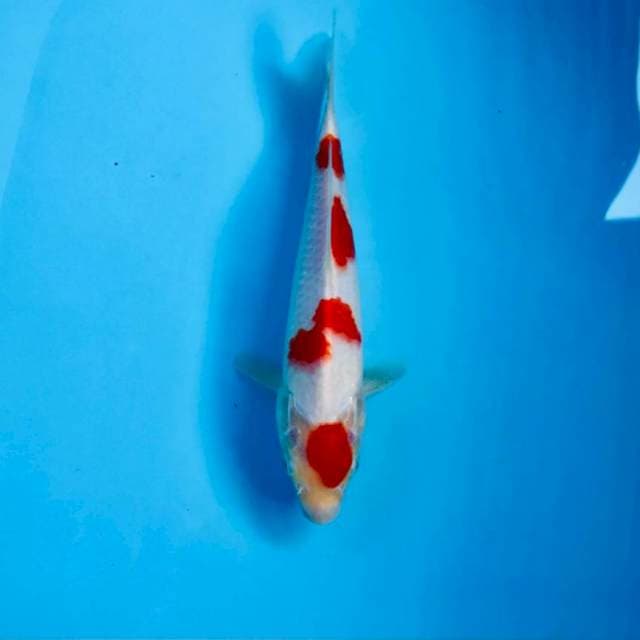 Kohaku, 24 cm