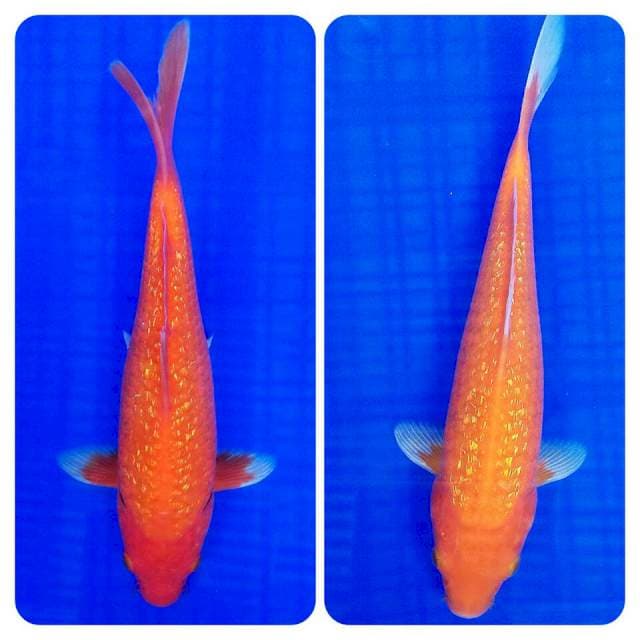 Benigoi 25-27cm