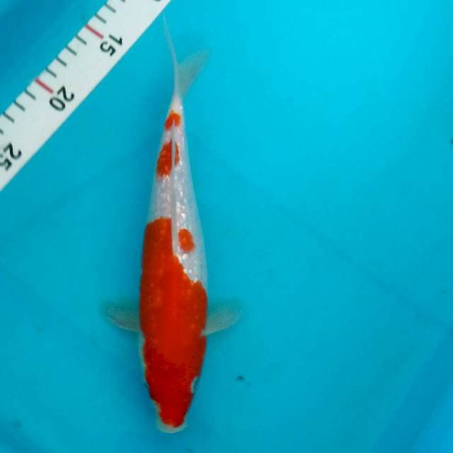 Kohaku ginrin 24cm