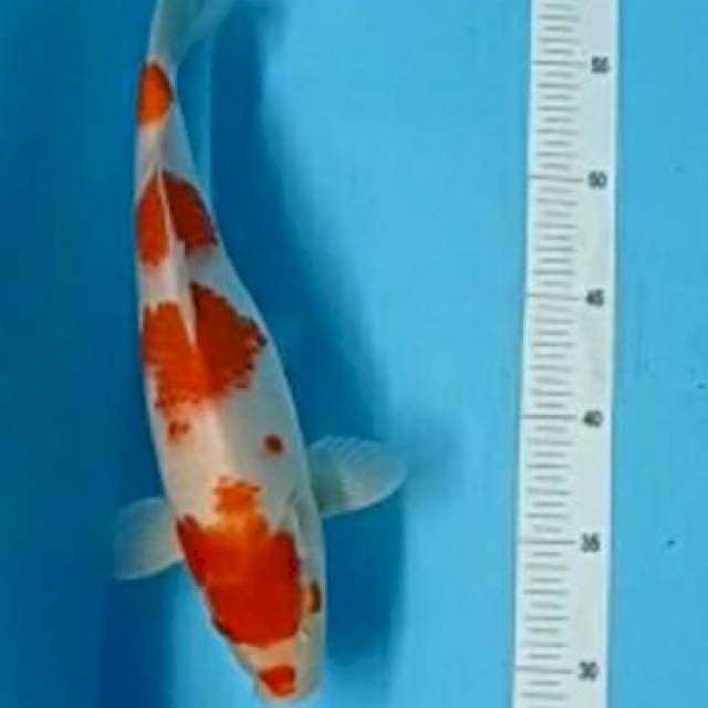 4 STEP KOHAKU 30 CM