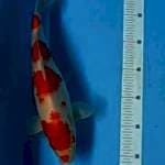 4 STEP KOHAKU 30 CM