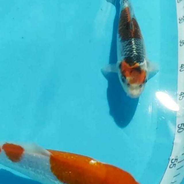 Kohaku gindrin, gosiki 26,27m