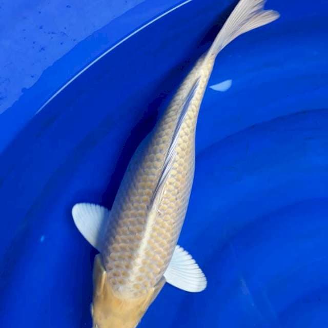 Yamabuki ogon bulki 41cm 