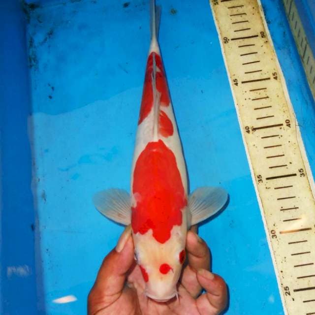 KOHAKU ABSTRAK 33cm