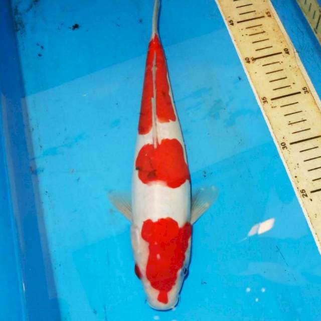 SANKE DOITSU 34cm
