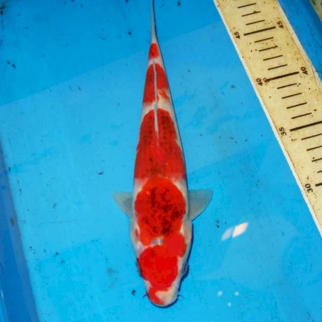 KOROMO SIMETRIS 26cm