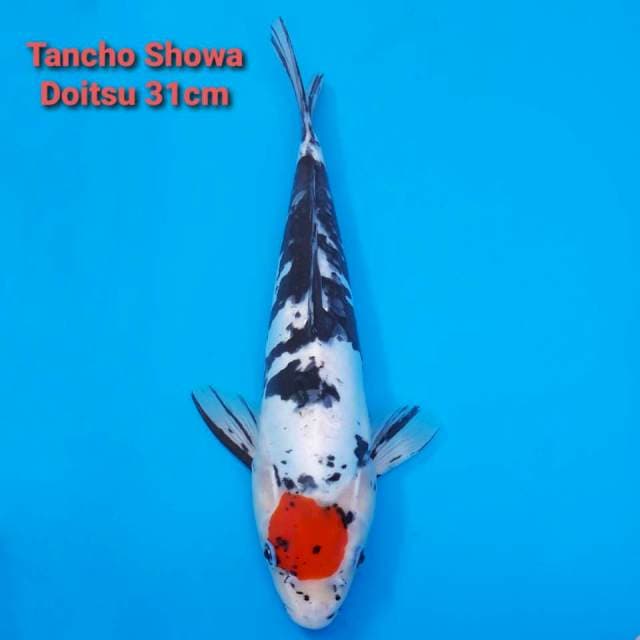 Tancho Showa Doitsu 31cm