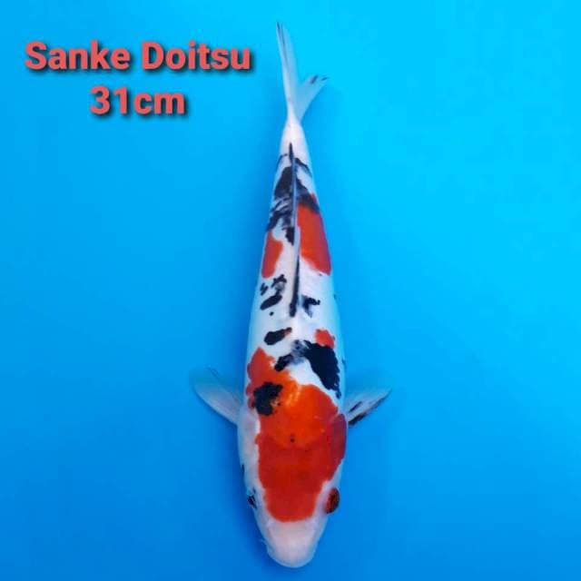 Sanke Doitsu 31cm