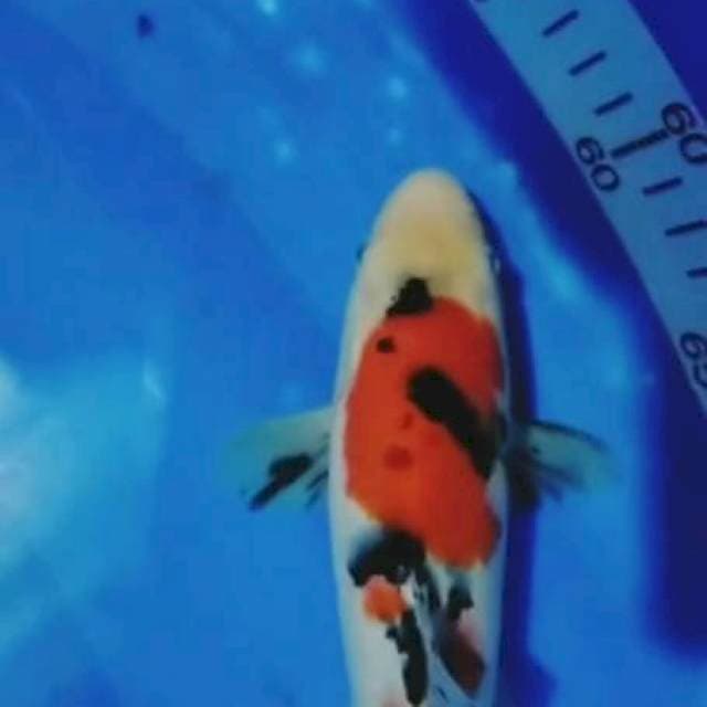 Sanke 25cm
