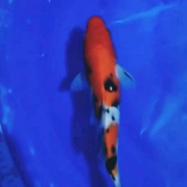 Sanke 25cm