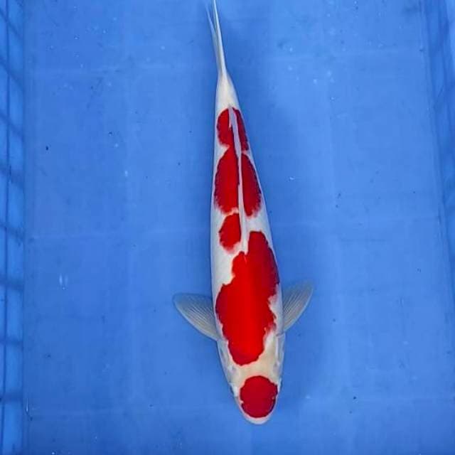 Kohaku SQ 38cm, strong