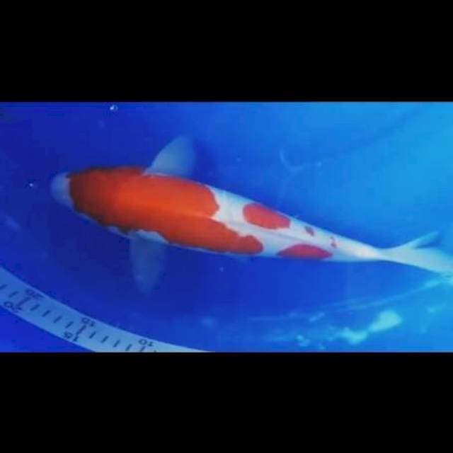 Kohaku doitsu 33cm
