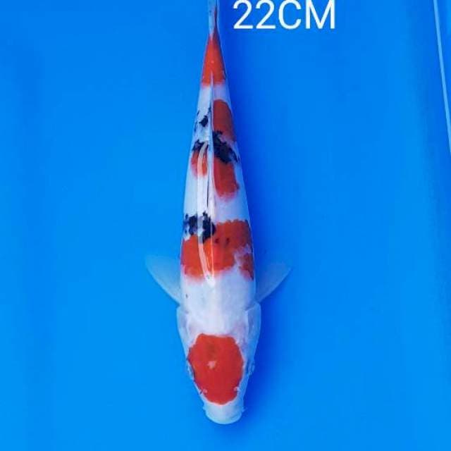 Sanke 22cm