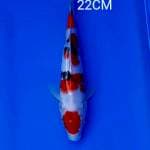 Sanke 22cm