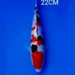 SANKE 22CM