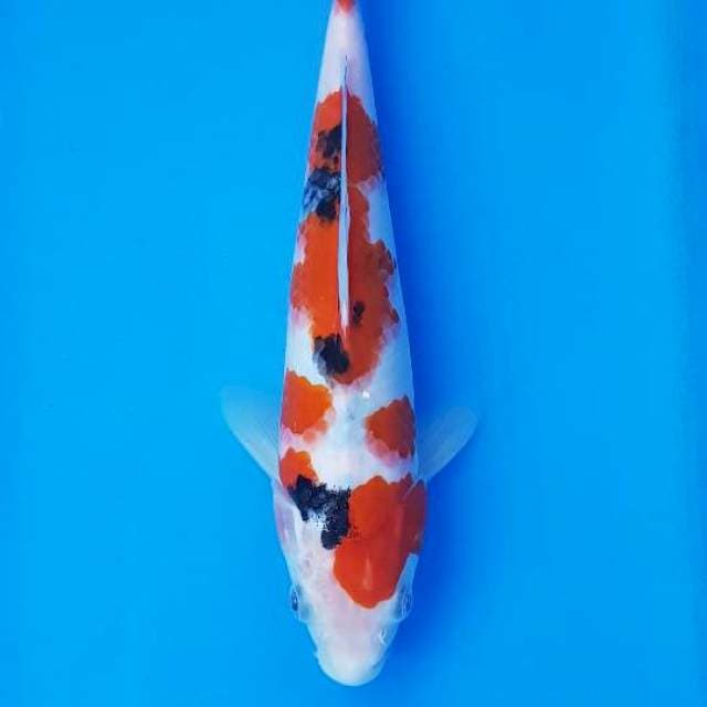 SANKE 23CM