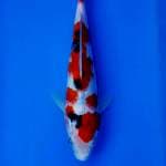 SANKE 23CM