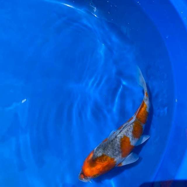 Goshiki 20cm