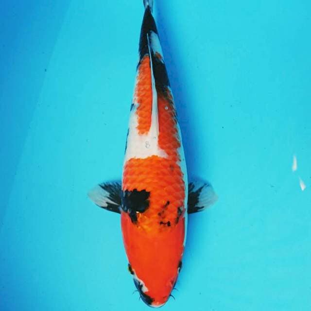 SHOWA 42 cm