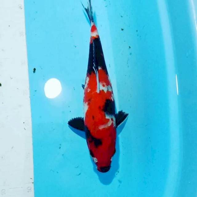 Hi
