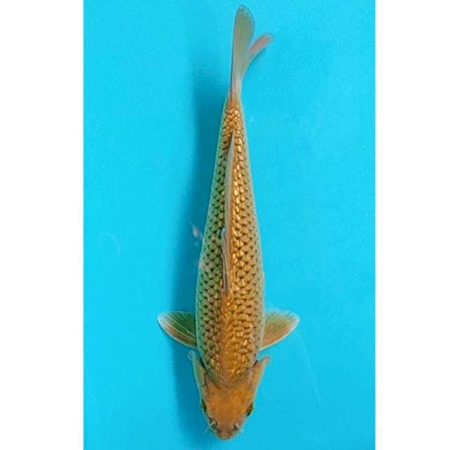 Midorigoi Ginrin Jantan 27cm