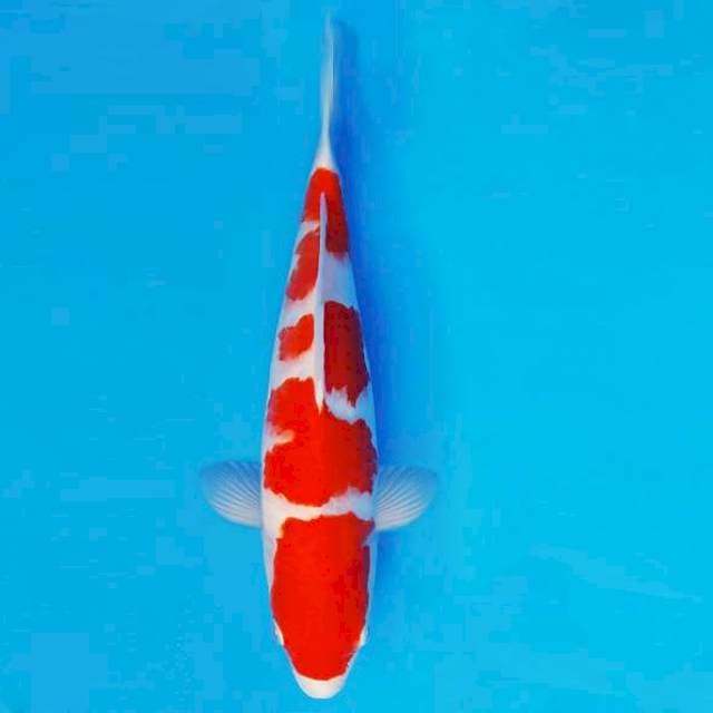 BANZAI 1 ~ KOHAKU ™