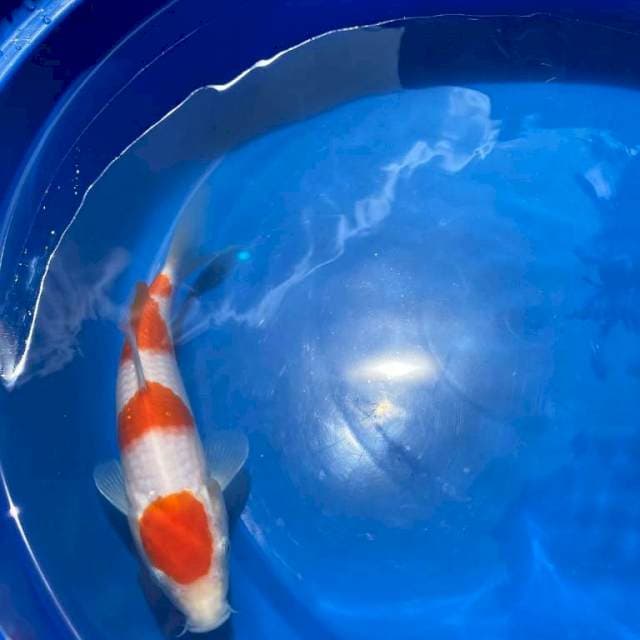 Kohaku 22cm