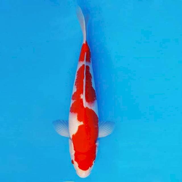 BANZAI 14 ~ KOHAKU ™
