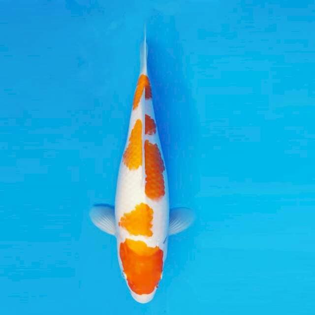 BANZAI 15 ~ KOHAKU ™