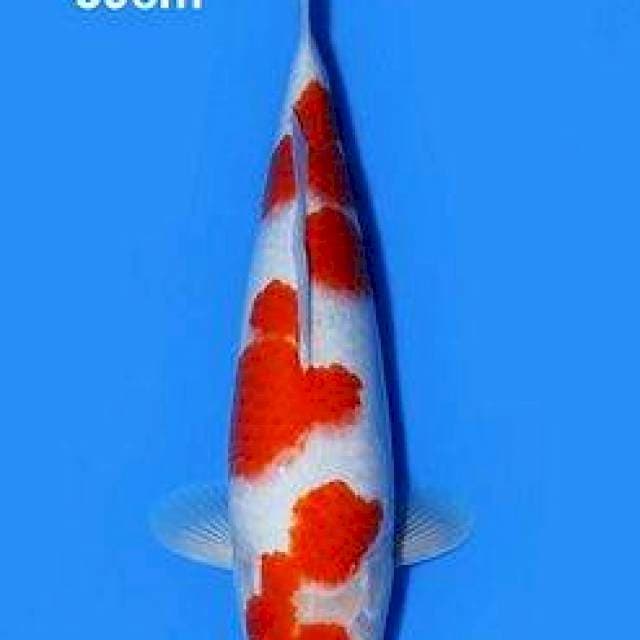 Kohaku