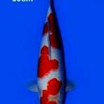Kohaku