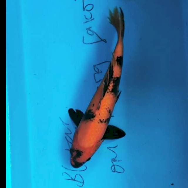Hi Utsuri 30cm