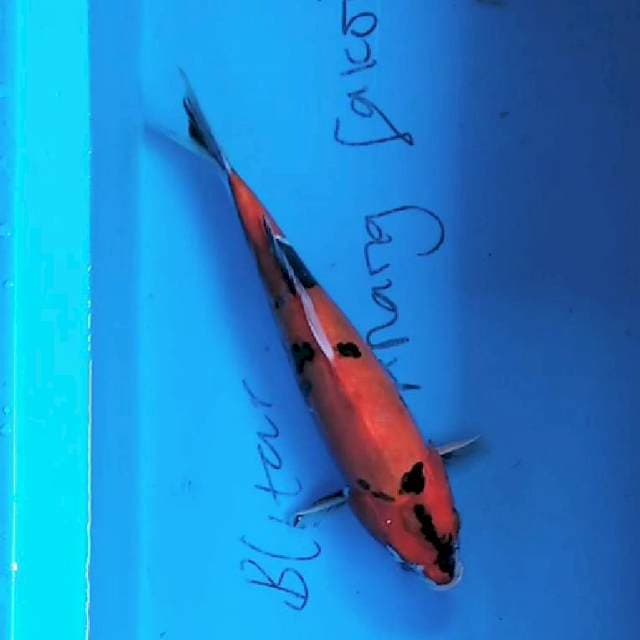 Showa 30cm