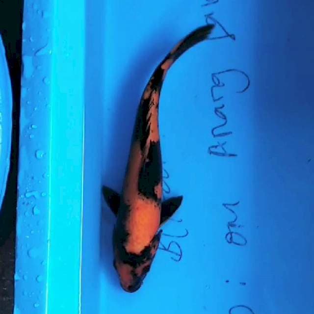 Hi Utsuri 30cm