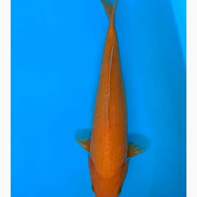 Karashi