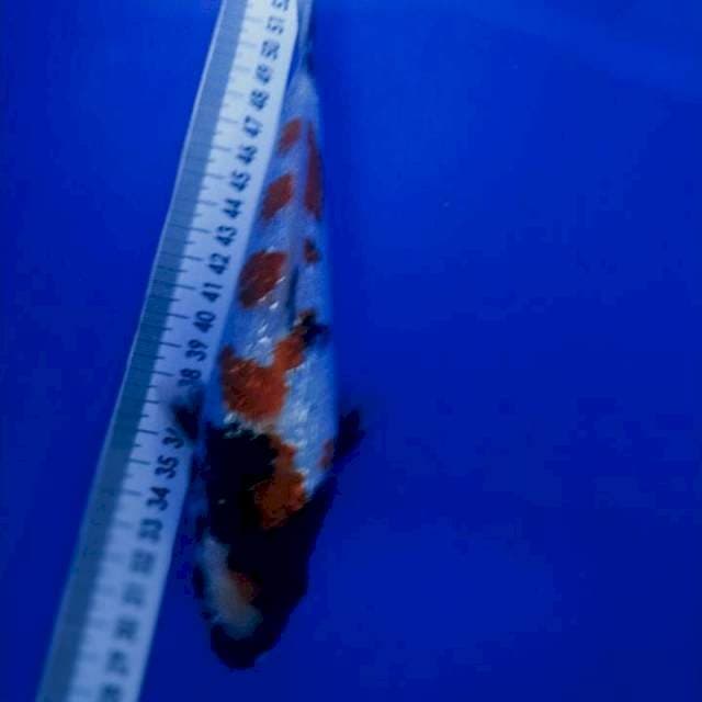 Showa Gindrin 23cm