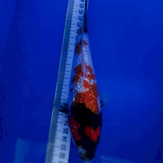 Showa Gindrin 22cm