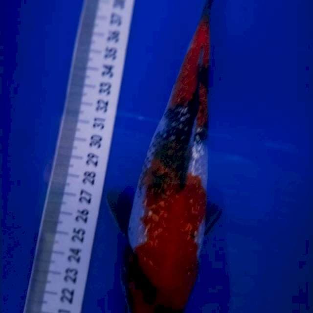 Showa Gindrin 19cm