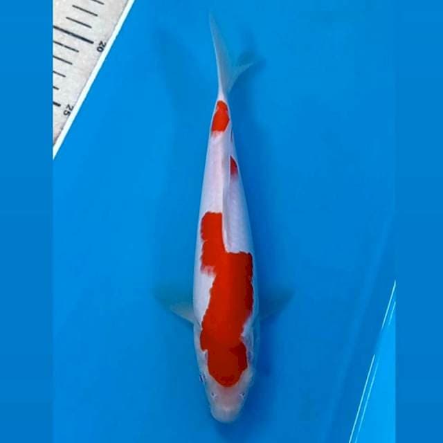 Kohaku, 24 cm