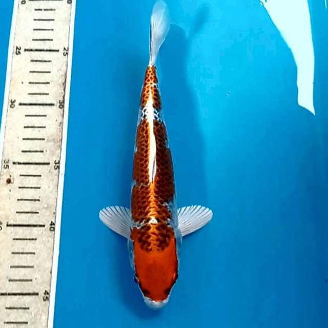 Kujaku, 23 cm