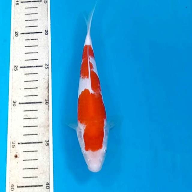 Kohaku, 21 cm