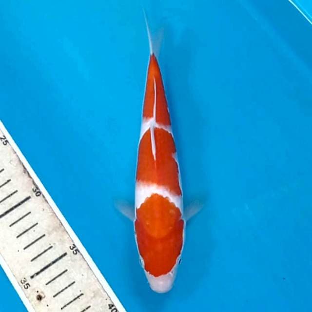 Kohaku, 20 cm