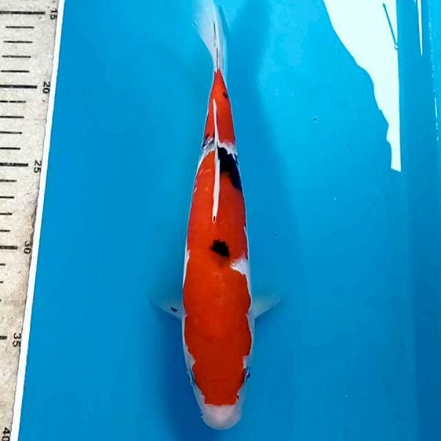 Sanke, 24 cm