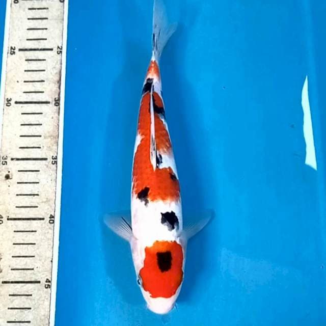 Sanke, 25 cm