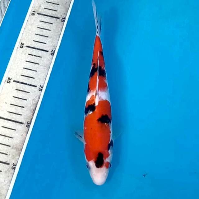 Sanke, 22 cm