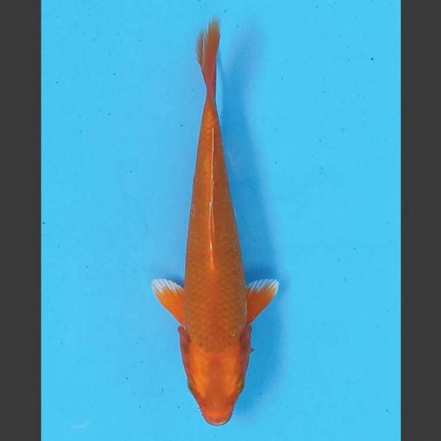 Orenji ogon 18 cm