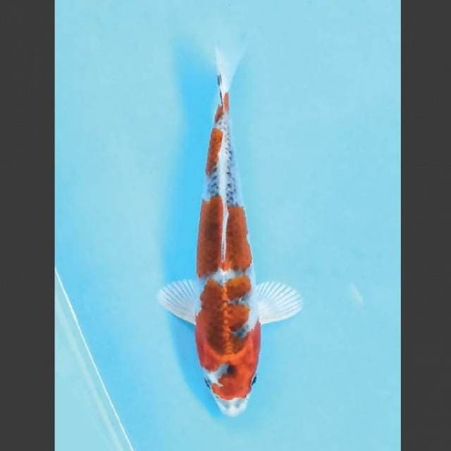 Kujaku 20 cm