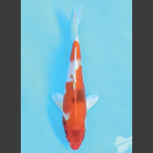 Kin Showa 25 cm