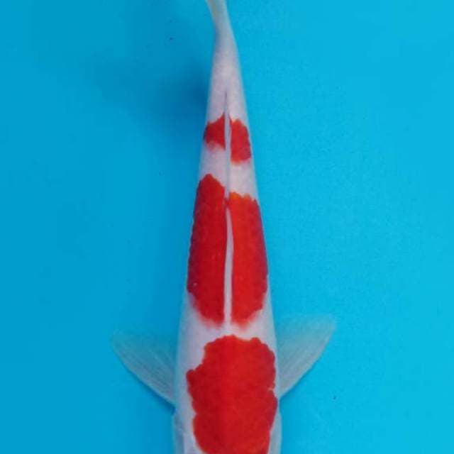 Kohaku sandan