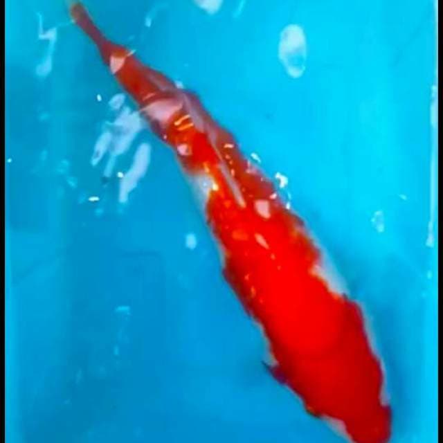 F1 RED GINRIN KOHAKU 25up